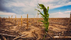 【国際】世界農家3.5億人、COP27で小規模農家への気候変動適応への資金動員訴え。食料システムの危機