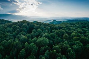 【EU】欧州委、5カ国と森林パートナーシップ締結。森林再生や森林マネジメントを包括支援