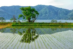 【日本】農水省、みどりの食料システム法で実施計画の第1弾6社認定。県では滋賀県が第1号