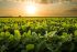 【国際】農業世界大手14社、土地利用変化での排出削減目標設定にコミット。COP27