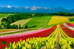 【日本】農水省、北海道と長崎県がみどりの食料システムに基づく基本計画策定。大分県も
