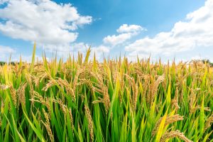 【日本】農水省、気候変動を見据えスマート品種育成の方針策定。事業計画認定第3弾も発表