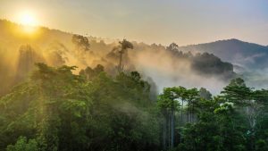 【国際】環境ジャーナリスト、Verraの森林破壊回避カーボンクレジットを批判。Verraは強く反論