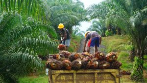 【インドネシア】バイヤスドルフとWWF、持続可能なパーム油農園支援延長。RSPO取得