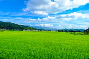 【日本】農水省、24都道府県がみどりの食料システム法の基本計画策定。認定事業者は33に