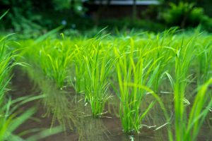 【日本】農水省、水稲中干し延長をJクレジット承認。7日延長でメタン3割削減