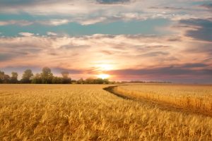 【国際】モンデリーズ、欧州向けビスケットの小麦栽培を2030年までに100%リジェネラティブ農業へ
