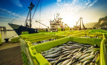 【国際】MSC、持続可能な漁業の拡大に向け130億円の資金確保へ。先行実証・研究を支援