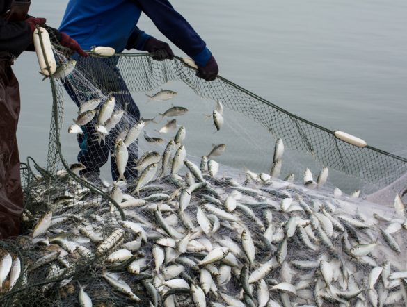 【EU】EU理事会、WTOのIUU漁業補助金禁止の国際協定を承認。加国で批准進む