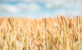 【イギリス】ADM、小麦生産カーボンフットプリント算出。リジェネラティブ農業の有用性強調