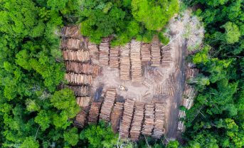 【国際】Investor Agenda、投資家向け「気候アクションプラン期待ラダー」改訂。森林破壊ゼロ強化