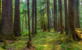 【アメリカ】住友林業、米国で600億円の森林投資ファンド組成。シアトルで木造賃貸ビル開発も