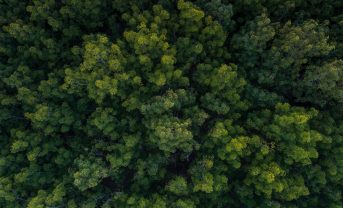 【国際】アストラゼネカ、植林目標を2030年2億本に引上げ。残余排出除去用