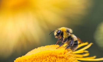 【イギリス】M&S、農園18ヶ所でAI搭載花粉媒介者モニタリング機器導入。テスコに続く