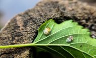 【国際】AWSとキャップジェミニ、昆虫の自動識別AIモデル開発。ナチュラリス生物多様性センター協働