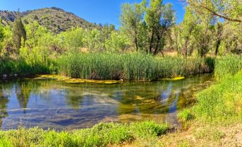 【アメリカ】ペプシコ、アリゾナ州ヴェルデ川流域での森林再生に資金拠出。水源保全