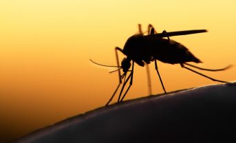【国際】BASF等、マラリア蚊殺虫でPROTACs技術応用。ビル&メリンダ・ゲイツ財団支援