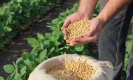 【ブラジル】カーギル等加盟SCF、カンポセラードでの持続可能な大豆生産でパートナー5団体選定