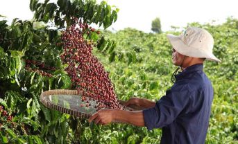 【国際】ネスレ、コーヒー豆零細農家向け天候保険プログラム実証提供。レジリエンス強化