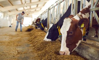 【イギリス】政府、畜産・酪農でのメタン抑制飼料の使用を2030年にも義務化へ