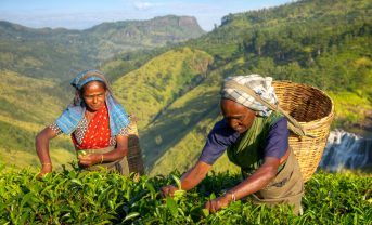 【スリランカ】キリンとレインフォレスト・アライアンス、リジェネラティブ農業推進ツール共同開発