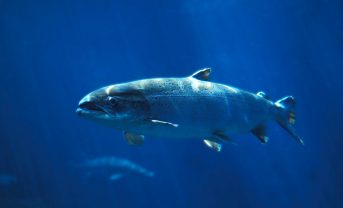 【国際】IUCN、2023年レッドリスト更新。淡水魚種のグローバル評価も初実施