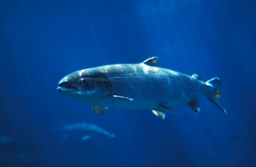 【国際】IUCN、2023年レッドリスト更新。淡水魚種のグローバル評価も初実施 1