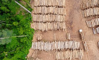 【南米】カーギル、2025年までに主要作物で森林破壊と農地転換ゼロ。ブラジル、アルゼンチン、ウルグアイ