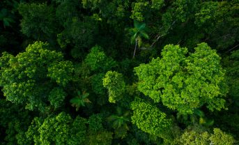 【オーストラリア】NTT、熱帯雨林再生で豪NGOと協働。世界初のスマート熱帯雨林実現へ