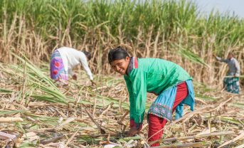 【インド】コカ・コーラ、女性サトウキビ農業労働者の人権問題で声明。批判報道受け