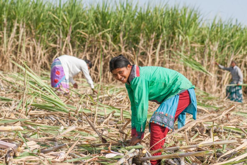 【インド】コカ・コーラ、女性サトウキビ農業労働者の人権問題で声明。批判報道受け 1