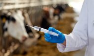 【国際】FAO、畜産AMR問題の解消で新イニシアチブRENOFARM始動。展開100カ国目指す
