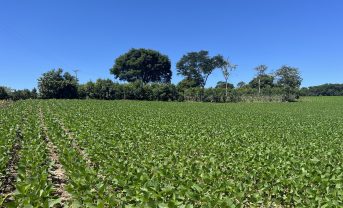 【ブラジル】BASF等、持続可能な農業の送粉者へのインパクト把握へ。収量増に期待