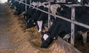 【日本】味の素、肉用牛・乳用牛飼養での温室効果ガス削減で鹿児島県と連携