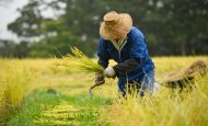 【日本】農水省、農業系カーボンクレジットの国内外の情報整理。調査報告書