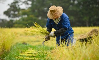 【日本】農水省、農業系カーボンクレジットの国内外の情報整理。調査報告書