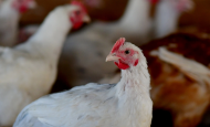 【イギリス】テスコ、養鶏スペースを業界標準比20%拡大。動物福祉