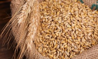 【EU】EU理事会、ロシア及びベラルーシ産の穀物を輸入を禁止。7月1日から適用
