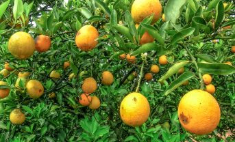 【フランス】サントリー、オレンジ病害対策で農業開発研究国際協力センターと共同研究