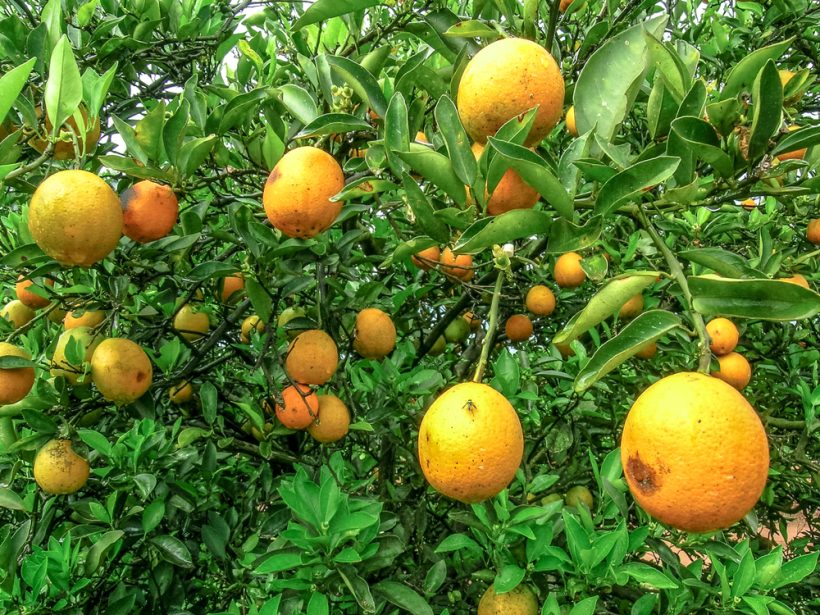 【フランス】サントリー、オレンジ病害対策で農業開発研究国際協力センターと共同研究 1