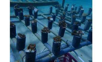 【日本】アサヒ飲料と伊良部島環境協会、CO2吸収材活用でのサンゴ移植実証開始