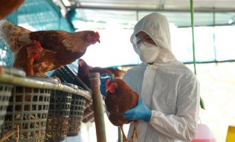 【国際】FAO、鳥インフルエンザのヒト感染急増で緊急行動要請。特にアジア