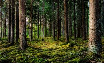 【国際】FSC、EUDR準拠の規制モジュールを新設。森林破壊・森林劣化リスク評価を強化