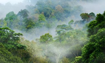 【マレーシア】政府とMOU、森林保全クレジットでVerraのVCS基準と整合性確保。投資拡大期待