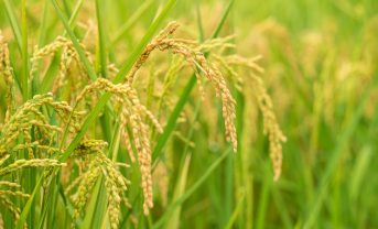 【日本】有機農業面積、全農地の0.7%にまで増加。GHG削減目標も早期達成。農水省報告