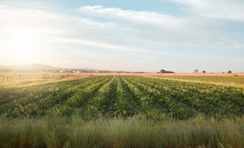 【国際】FAO、各国政府に農業・食料での気候政策強化要請。NDCでの対策が不足