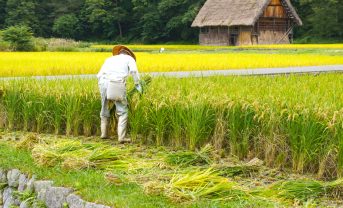 【日本】農水省、「食料の合理的な価格の形成」で制度案提示。食品関連企業に努力義務