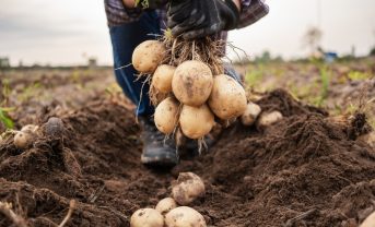 【中南米】ペプシコとヤラ、じゃがいも農家の低炭素化で協働。欧州に続き提携拡大