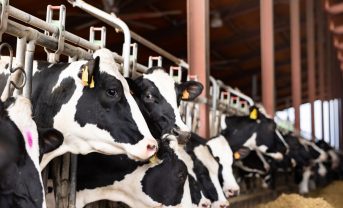 【国際】欧州発生の口蹄疫、今世紀最悪の状況。家畜や食料に大きな影響懸念。FAO対策強化要請