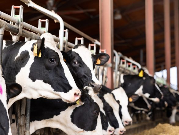 【国際】欧州発生の口蹄疫、今世紀最悪の状況。家畜や食料に大きな影響懸念。FAO対策強化要請